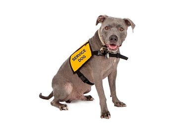 pit-bull-wearing-service-dog-vest