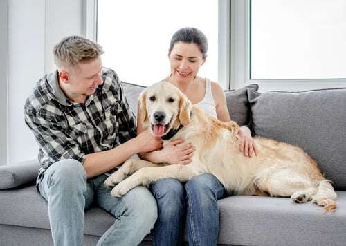 renting to pet owners