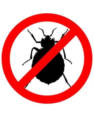 What Rental Property Managers Need to Know About Bed Bugs